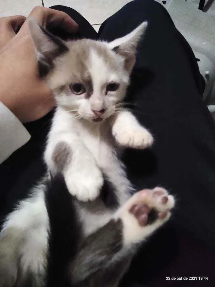 Gato raça Não sei idade 2 a 6 meses nome Sem nome