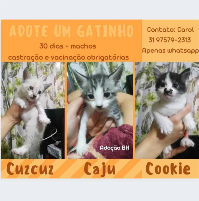 Gato raça Srd idade Abaixo de 2 meses nome Filhotinhos