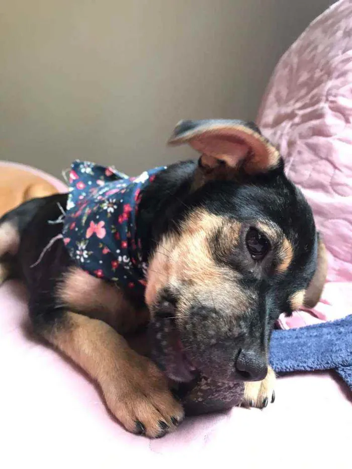 Cachorro raça Srd idade 2 a 6 meses nome Teca