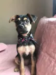 Teca