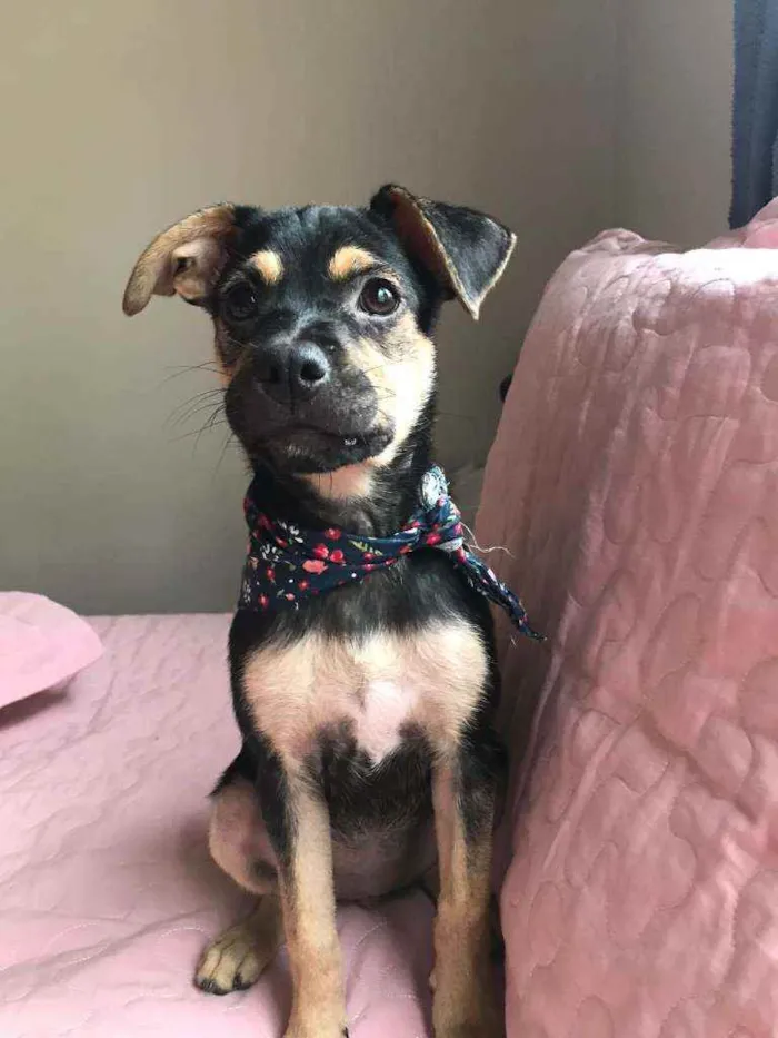 Cachorro raça Srd idade 2 a 6 meses nome Teca