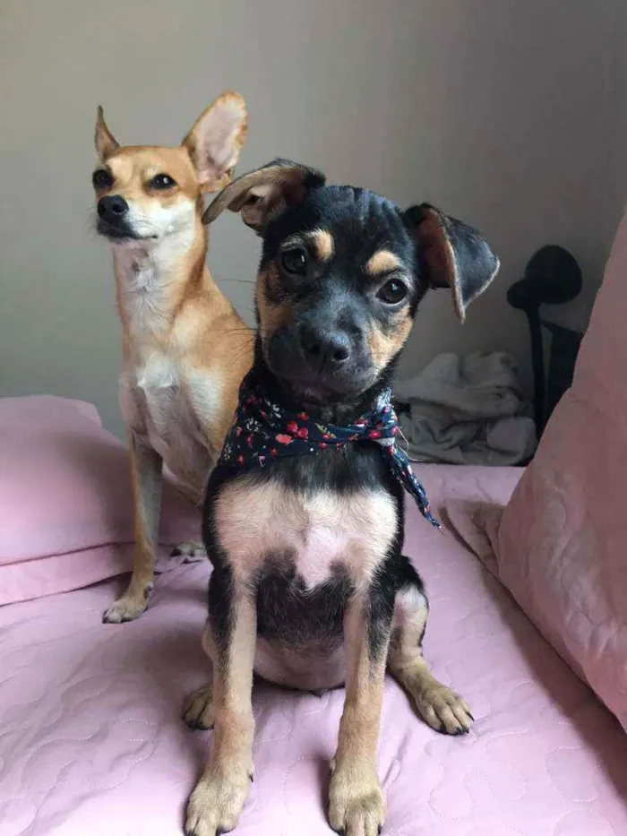 Cachorro raça Srd idade 2 a 6 meses nome Teca