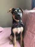 Teca