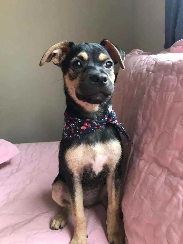 Cachorro raça Srd idade 2 a 6 meses nome Teca