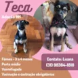 Teca