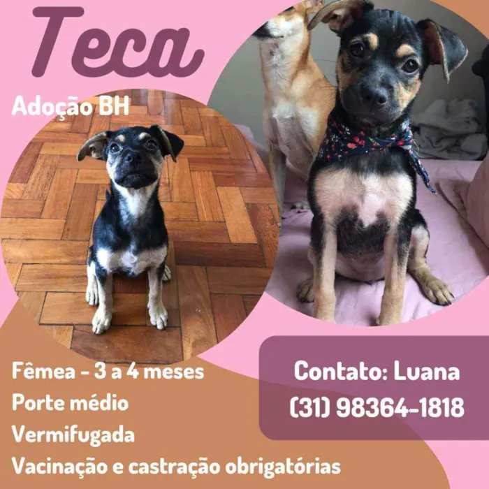 Cachorro raça Srd idade 2 a 6 meses nome Teca