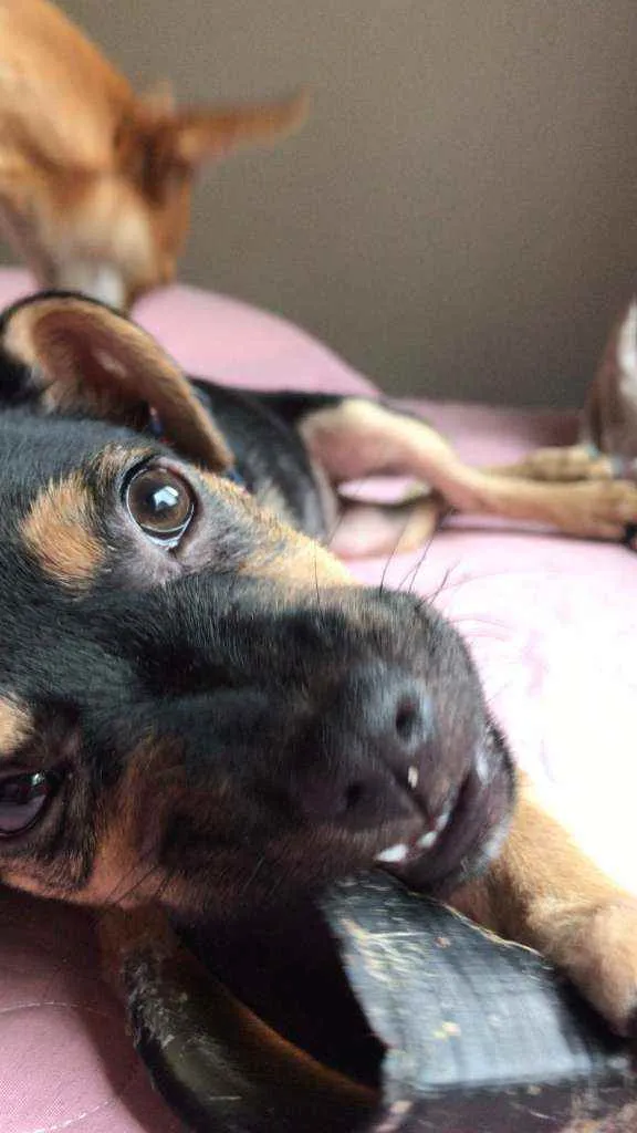 Cachorro raça Srd idade 2 a 6 meses nome Teca