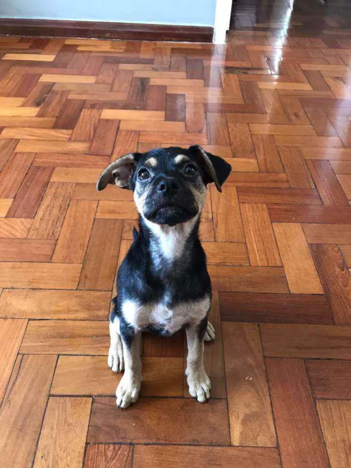 Cachorro raça Srd idade 2 a 6 meses nome Teca