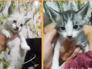 Gato raça Srd idade Abaixo de 2 meses nome Filhotinhos