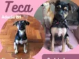 Teca