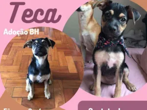 Cachorro raça Srd idade 2 a 6 meses nome Teca