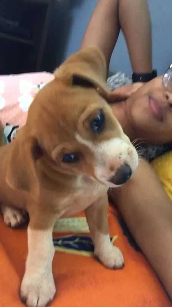 Cachorro ra a Mistura pinscher e vira lata  idade Abaixo de 2 meses nome Wheezy