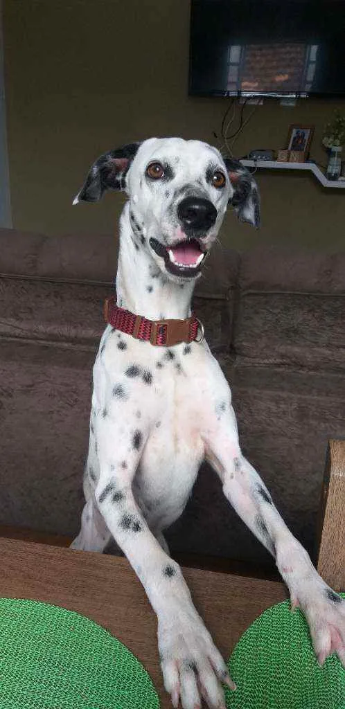 Cachorro raça Dálmata  idade 1 ano nome Slinky