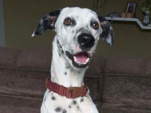 Cachorro raça Dálmata  idade 1 ano nome Slinky