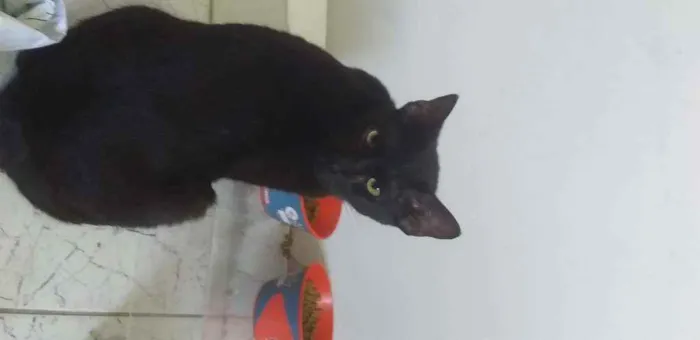 Gato ra a Vira lata  idade 7 a 11 meses nome Nighayame kohaku nus