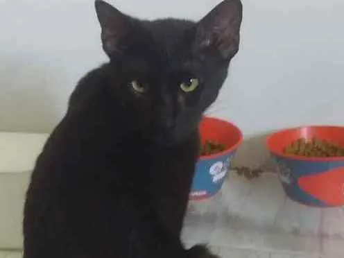 Gato ra a Vira lata  idade 7 a 11 meses nome Nighayame kohaku nus