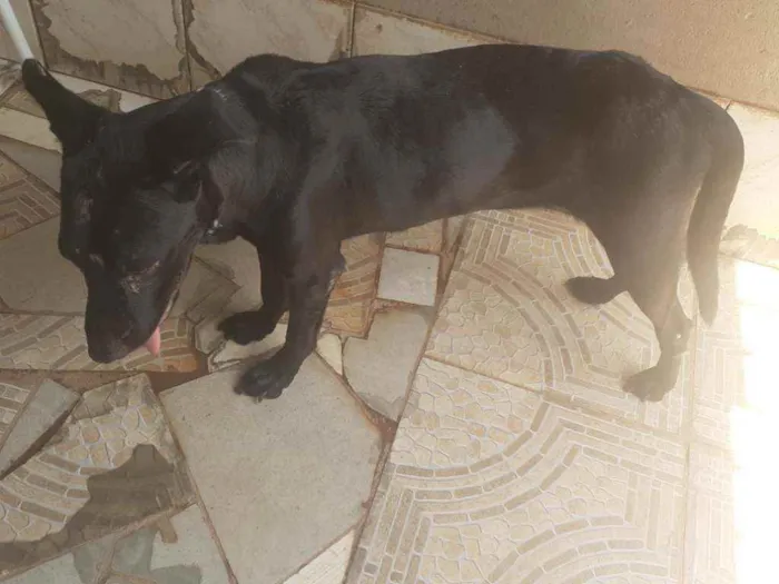 Cachorro ra a Pitt bul com pastor belga  idade 2 anos nome Antena 