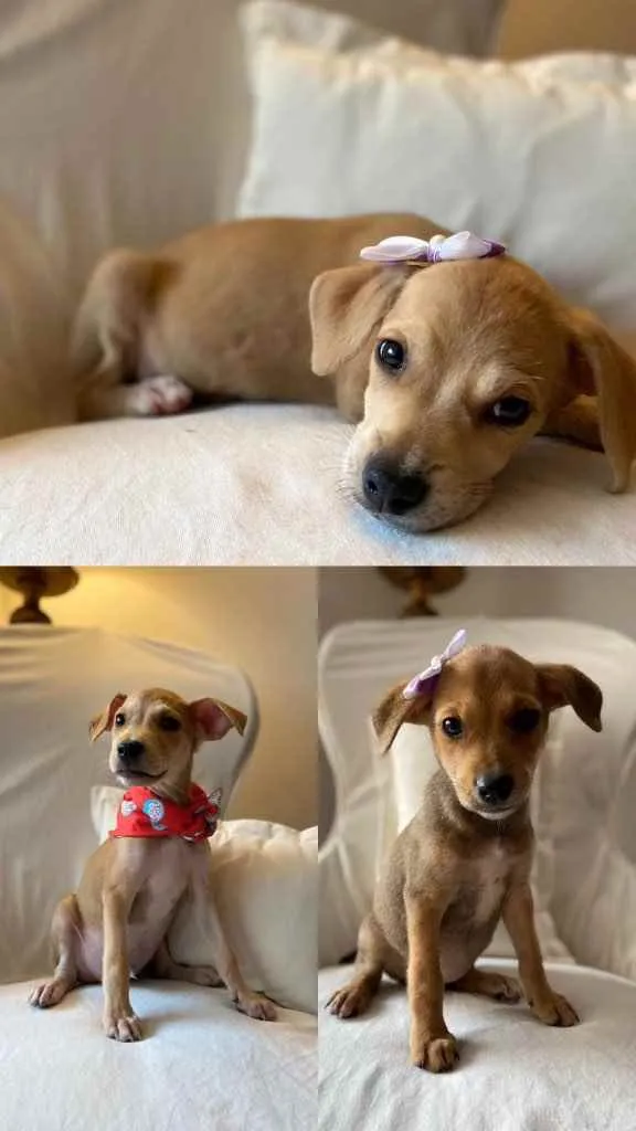 Cachorro ra a SRD idade 2 a 6 meses nome Brisa, Bidu e Bel