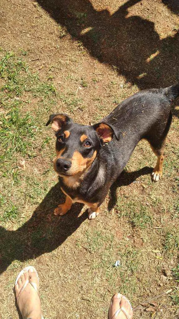 Cachorro ra a Srd idade 7 a 11 meses nome Bruce