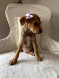 Brisa, Bidu e Bel
