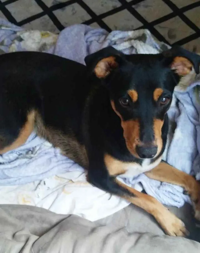 Cachorro ra a Srd idade 7 a 11 meses nome Bruce