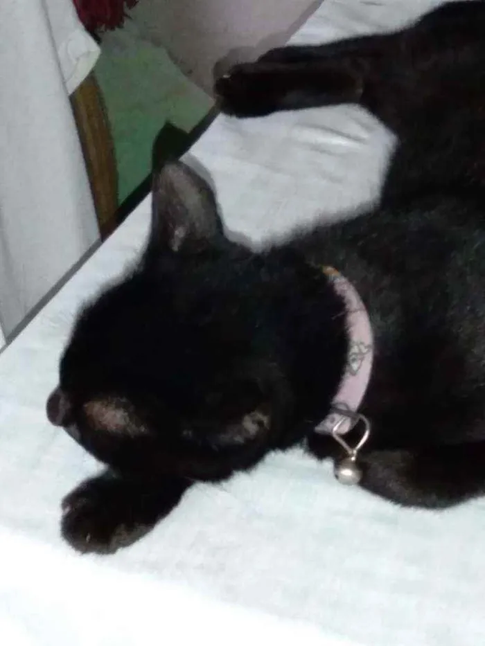 Gato raça  idade 3 anos nome Lupita