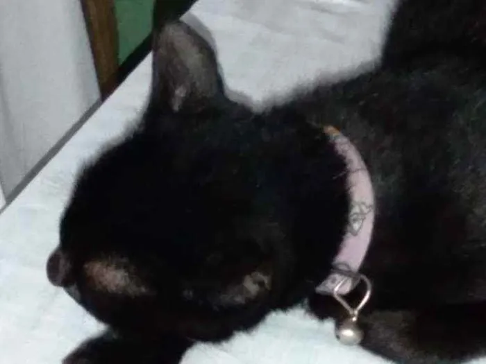 Gato raça  idade 3 anos nome Lupita