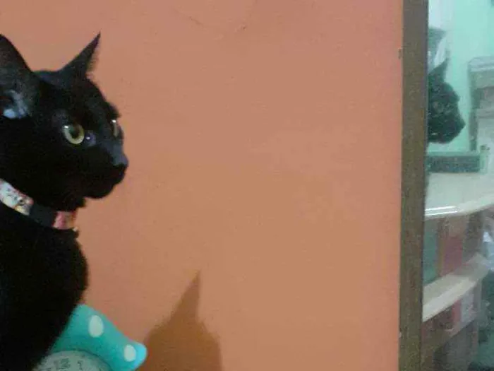 Gato raça  idade 3 anos nome Lupita