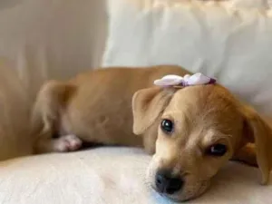 Cachorro raça SRD idade 2 a 6 meses nome Brisa, Bidu e Bel