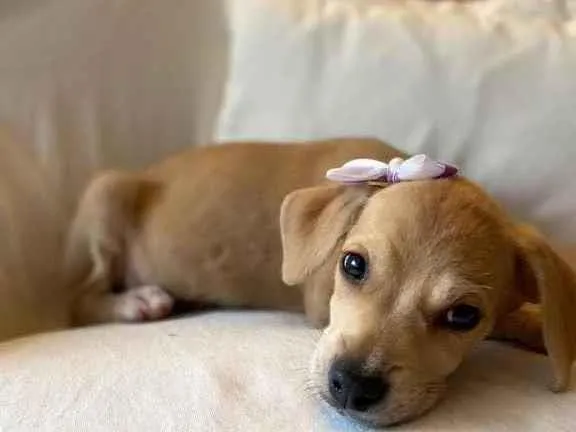 Cachorro ra a SRD idade 2 a 6 meses nome Brisa, Bidu e Bel