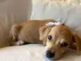 Brisa, Bidu e Bel