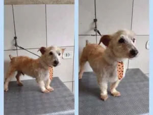 Cachorro raça SRD-ViraLata idade 2 anos nome CHAMBINHO