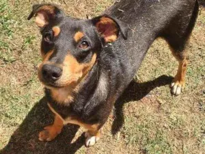 Cachorro raça Srd idade 7 a 11 meses nome Bruce