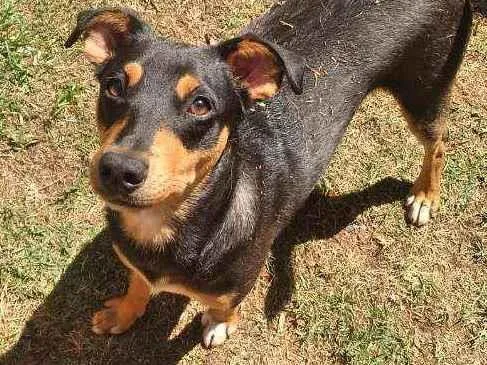 Cachorro ra a Srd idade 7 a 11 meses nome Bruce