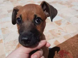 Cachorro raça Srd idade Abaixo de 2 meses nome Twister