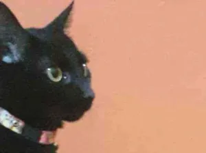 Gato raça  idade 3 anos nome Lupita