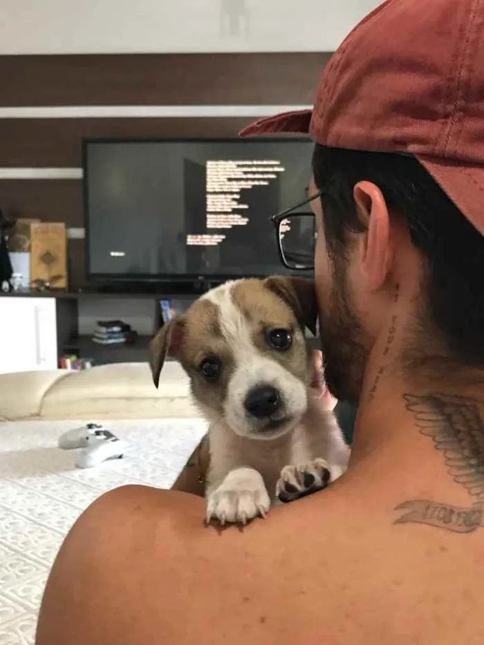 Cachorro ra a Pitbull com vira-lata  idade Abaixo de 2 meses nome Sky 