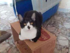 Gato raça Srd idade 7 a 11 meses nome Henrique 