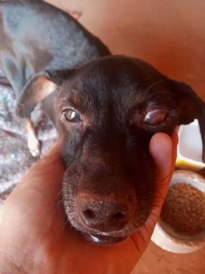 Cachorro raça vira-lata idade 4 anos nome Nino