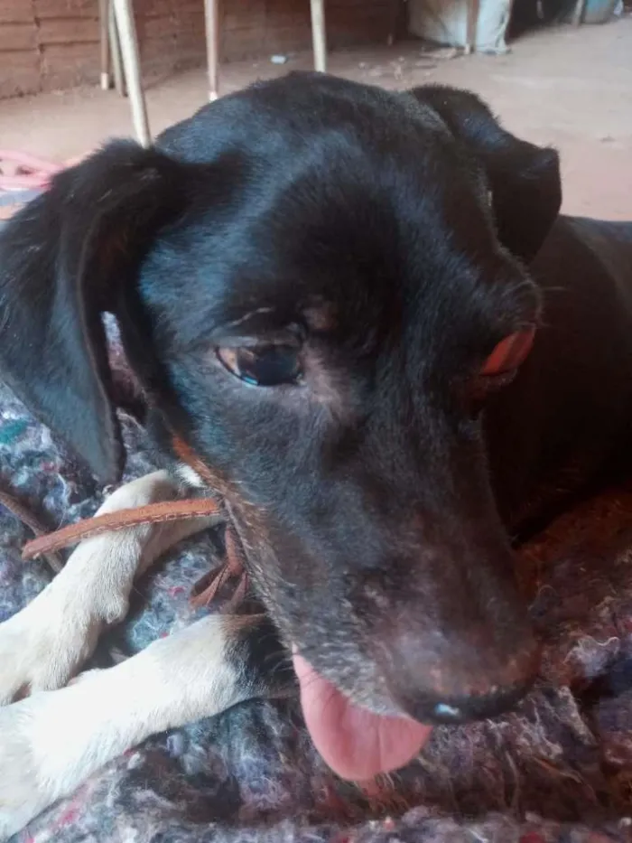 Cachorro raça vira-lata idade 4 anos nome Nino