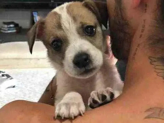 Cachorro ra a Pitbull com vira-lata  idade Abaixo de 2 meses nome Sky 