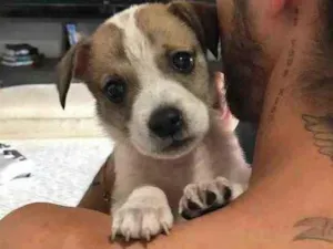 Cachorro raça Pitbull com vira-lata  idade Abaixo de 2 meses nome Sky 