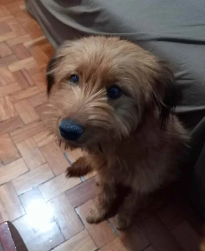 Cachorro ra a Yorkshire terrier mix médio  idade 7 a 11 meses nome Bethoven 