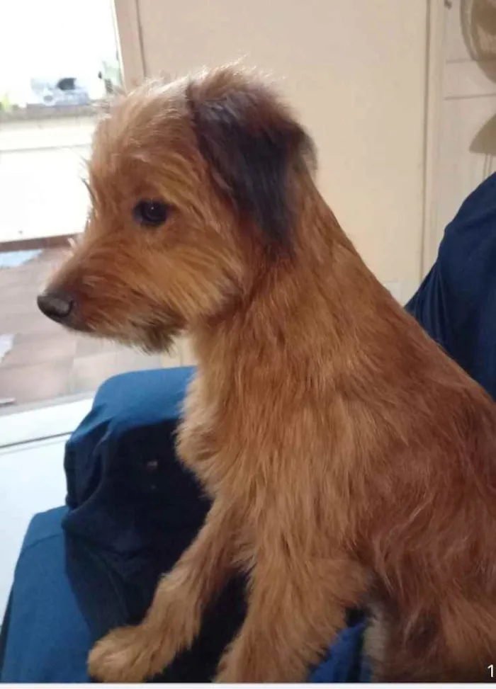 Cachorro ra a Yorkshire terrier mix médio  idade 7 a 11 meses nome Bethoven 