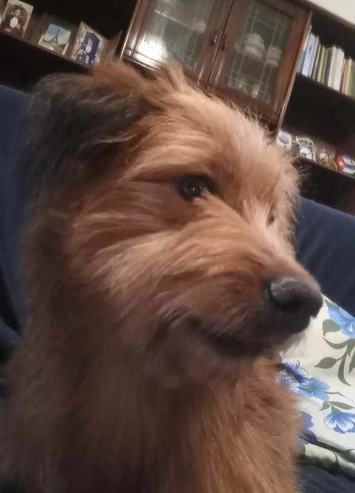 Cachorro ra a Yorkshire terrier mix médio  idade 7 a 11 meses nome Bethoven 