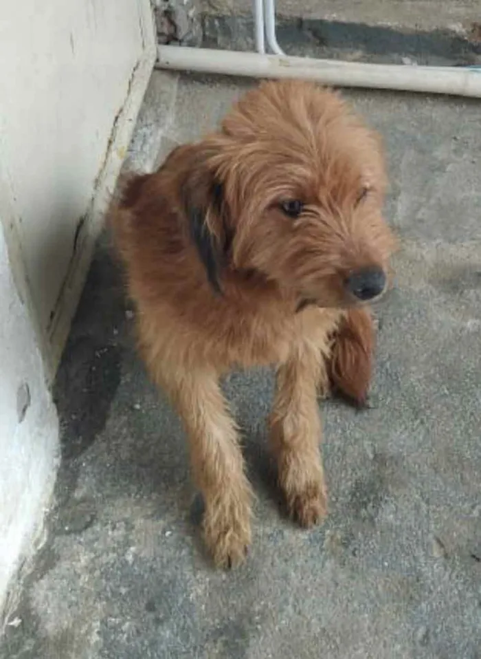 Cachorro ra a Yorkshire terrier mix médio  idade 7 a 11 meses nome Bethoven 