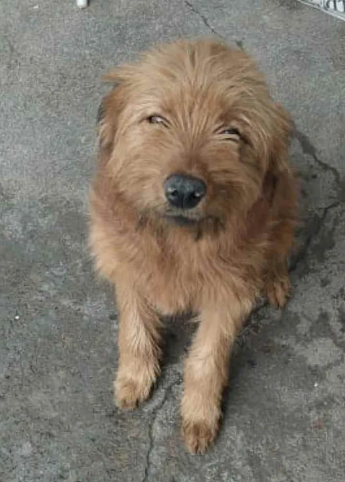 Cachorro ra a Yorkshire terrier mix médio  idade 7 a 11 meses nome Bethoven 