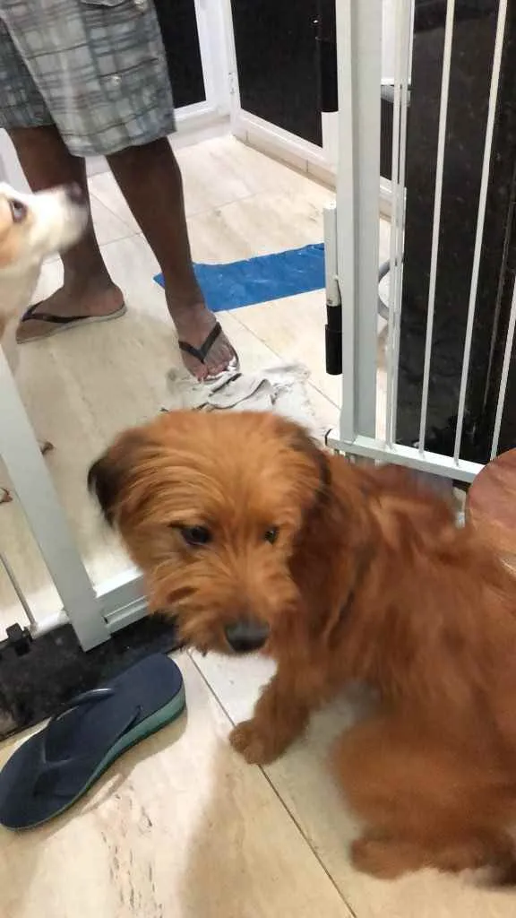 Cachorro ra a Yorkshire terrier mix médio  idade 7 a 11 meses nome Bethoven 