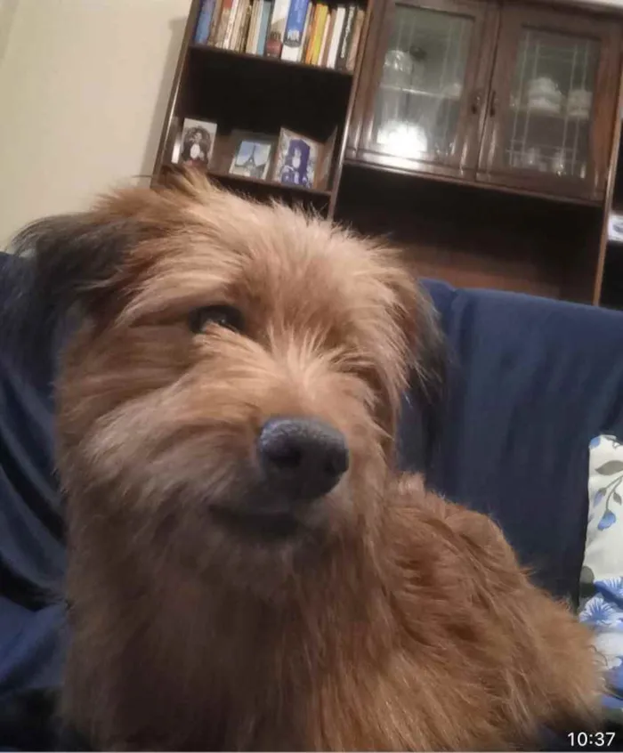 Cachorro ra a Yorkshire terrier mix médio  idade 7 a 11 meses nome Bethoven 