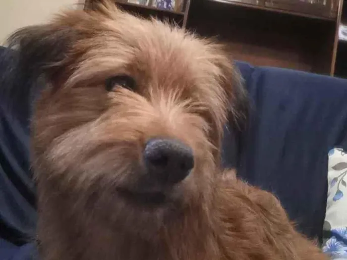 Cachorro ra a Yorkshire terrier mix médio  idade 7 a 11 meses nome Bethoven 